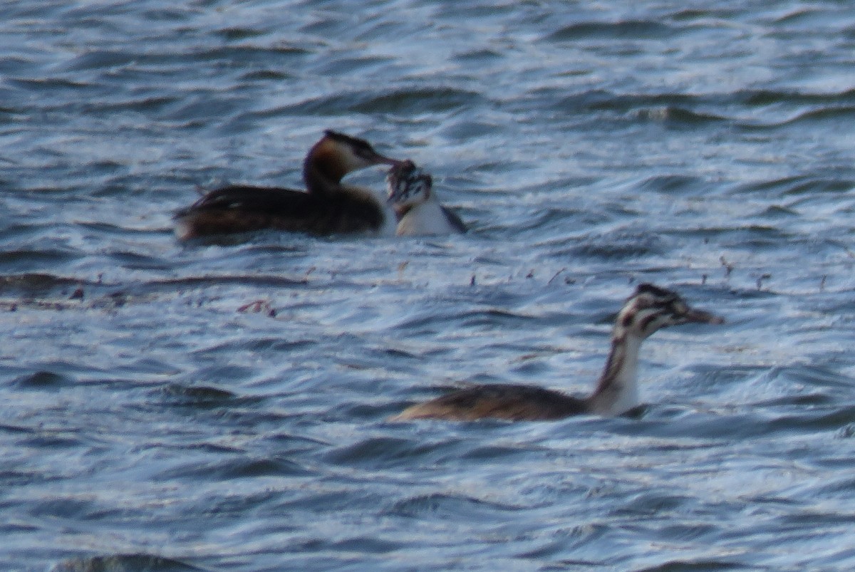 Great Crested Grebe - ML609087350