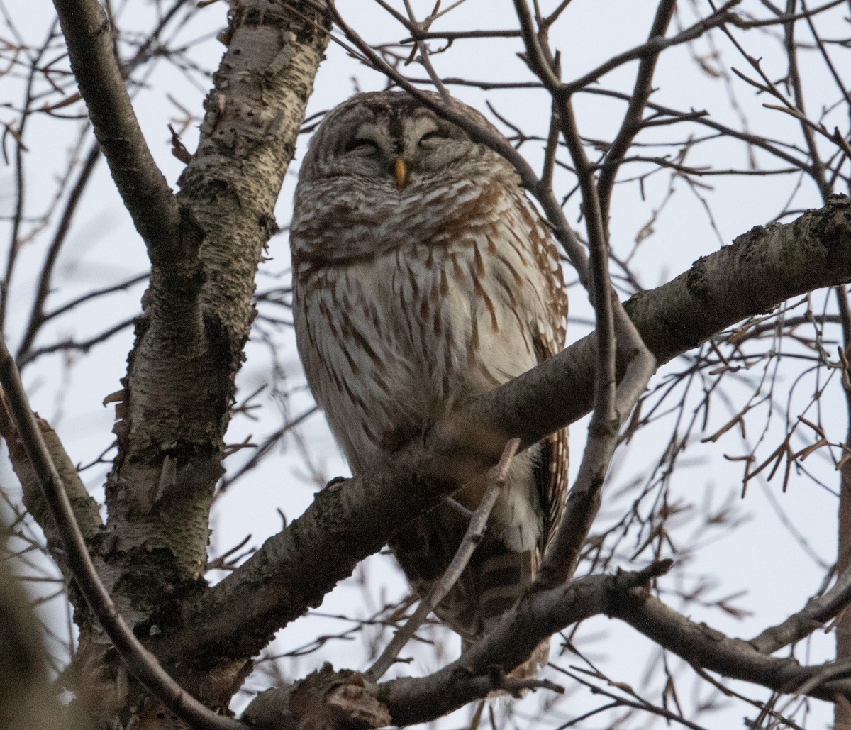 Barred Owl - ML609087360