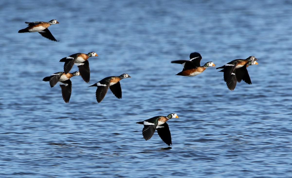 African Pygmy-Goose - Paul Lenrumé