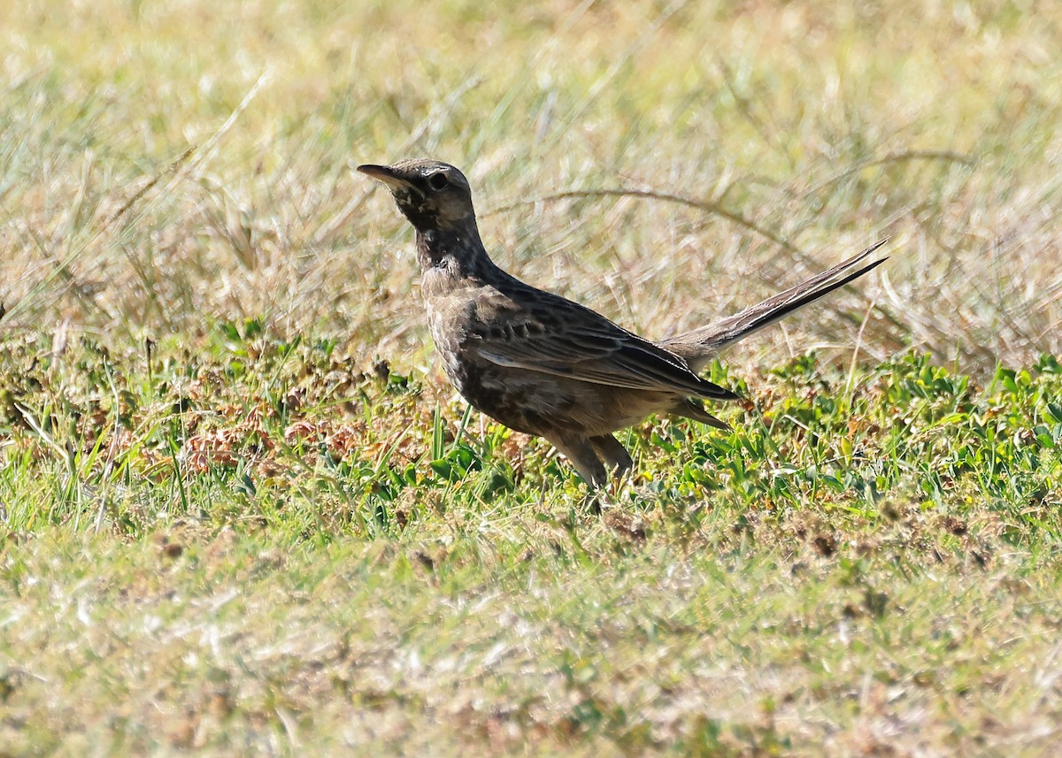 Brown Songlark - ML609087573