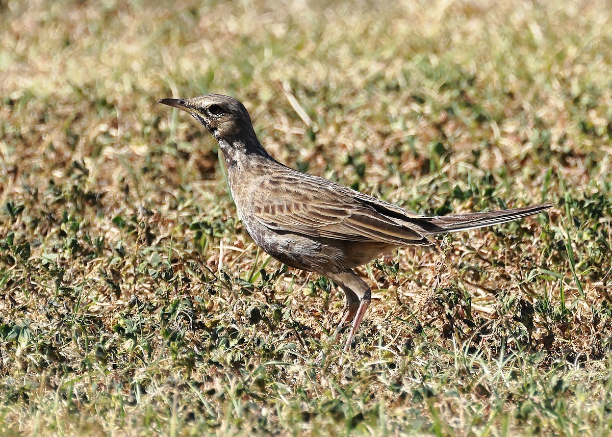 Brown Songlark - Michael Rutkowski