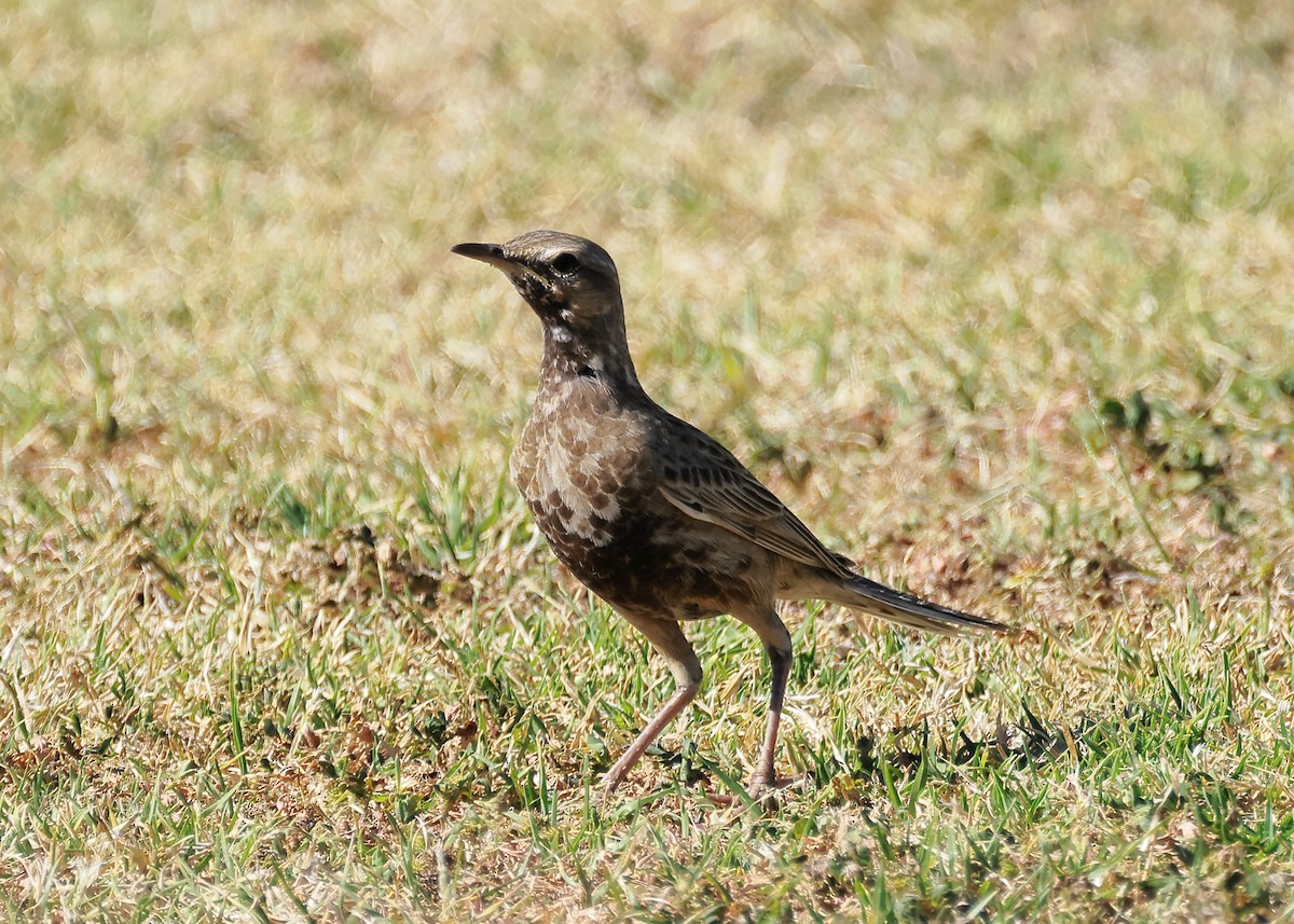 Brown Songlark - ML609087577