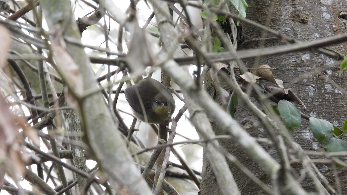 Pulitzer's Longbill - ML609087620