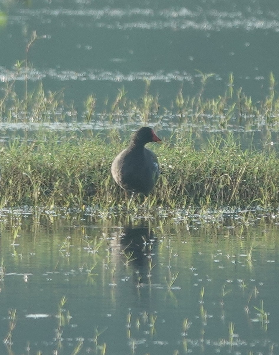 Gallinule poule-d'eau - ML609087633