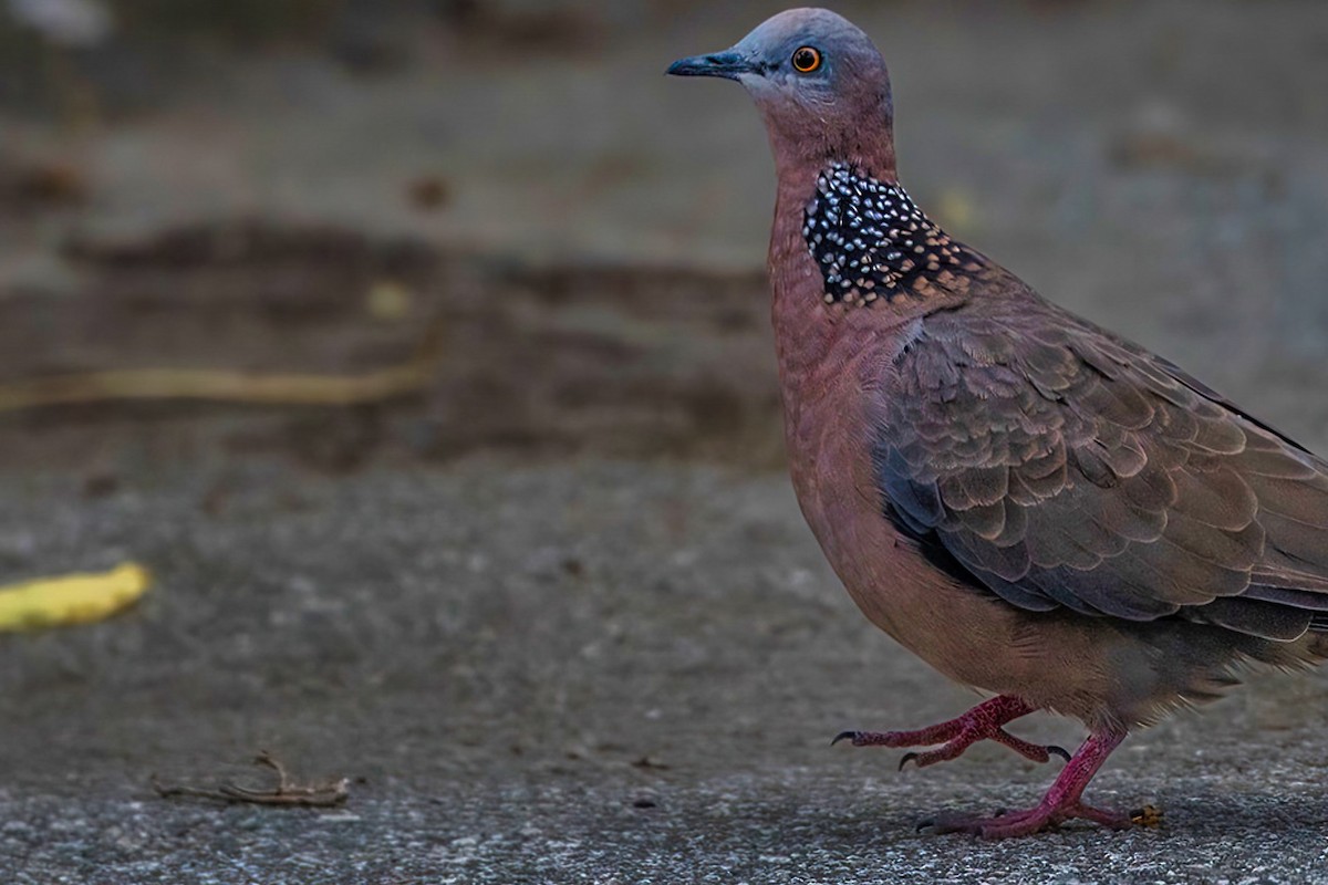 Spotted Dove - ML609087674