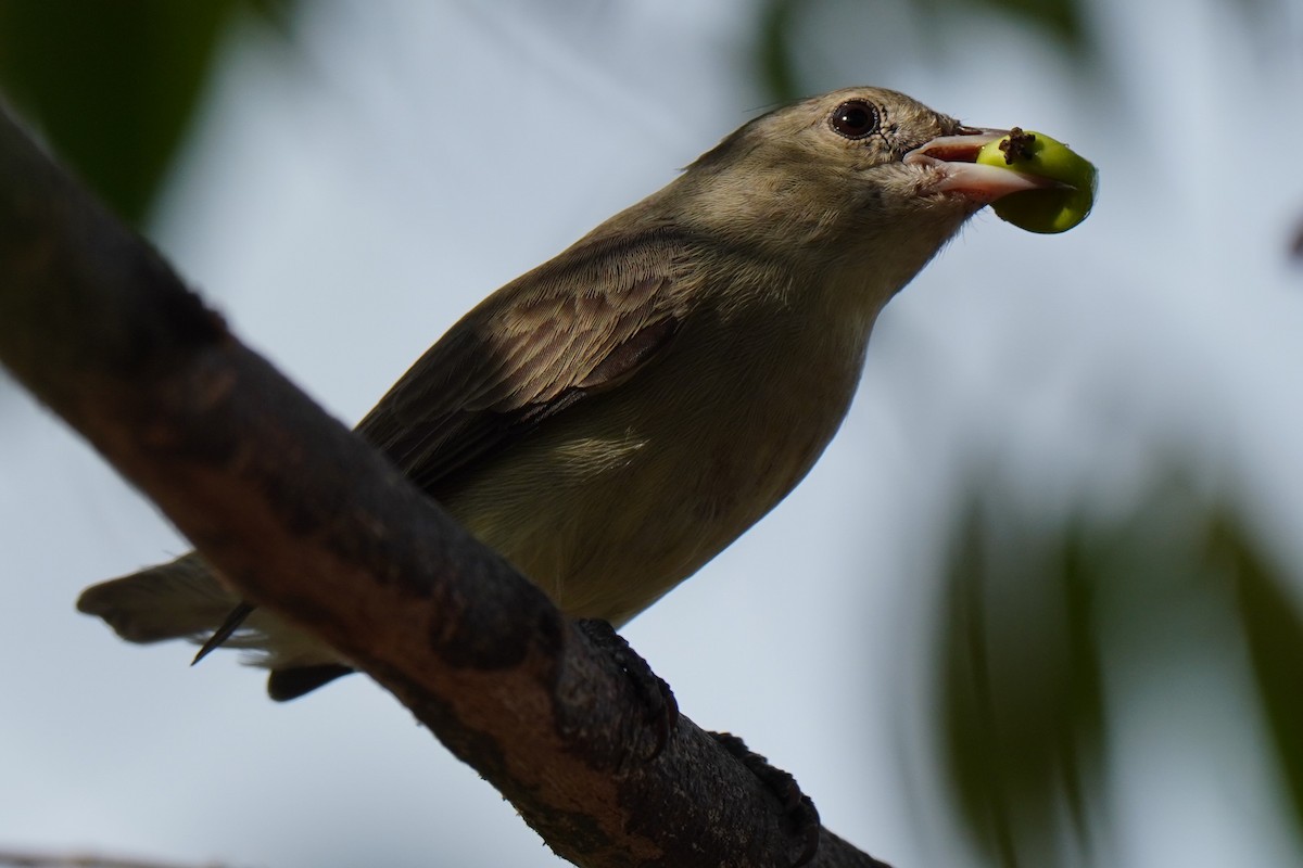 Pale-billed Flowerpecker - ML609087681