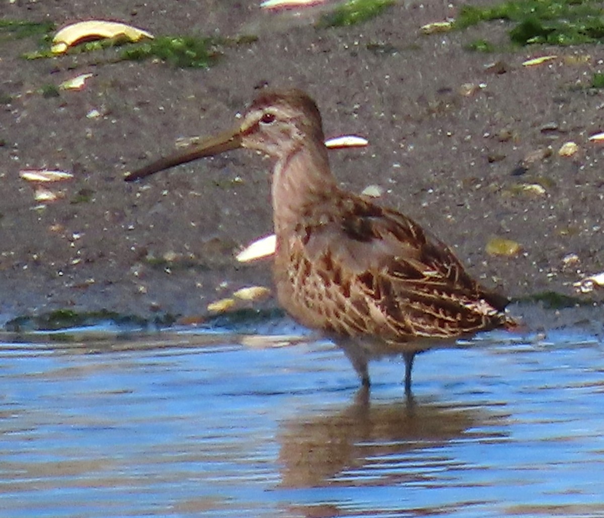 Short-billed Dowitcher - ML609087726