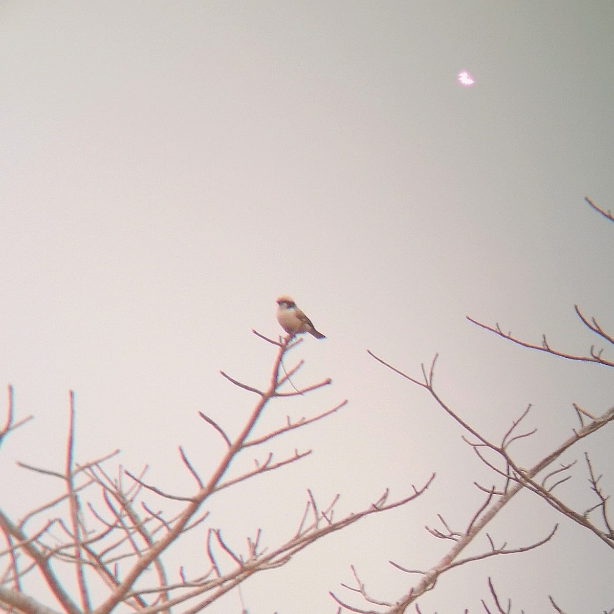 White-crowned Shrike - Juho Rantanen