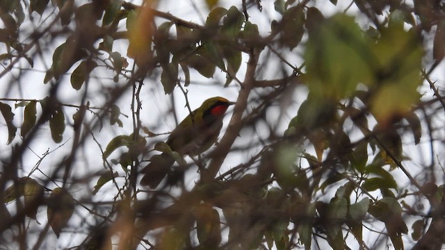 Four-colored Bushshrike (Gorgeous) - ML609087846