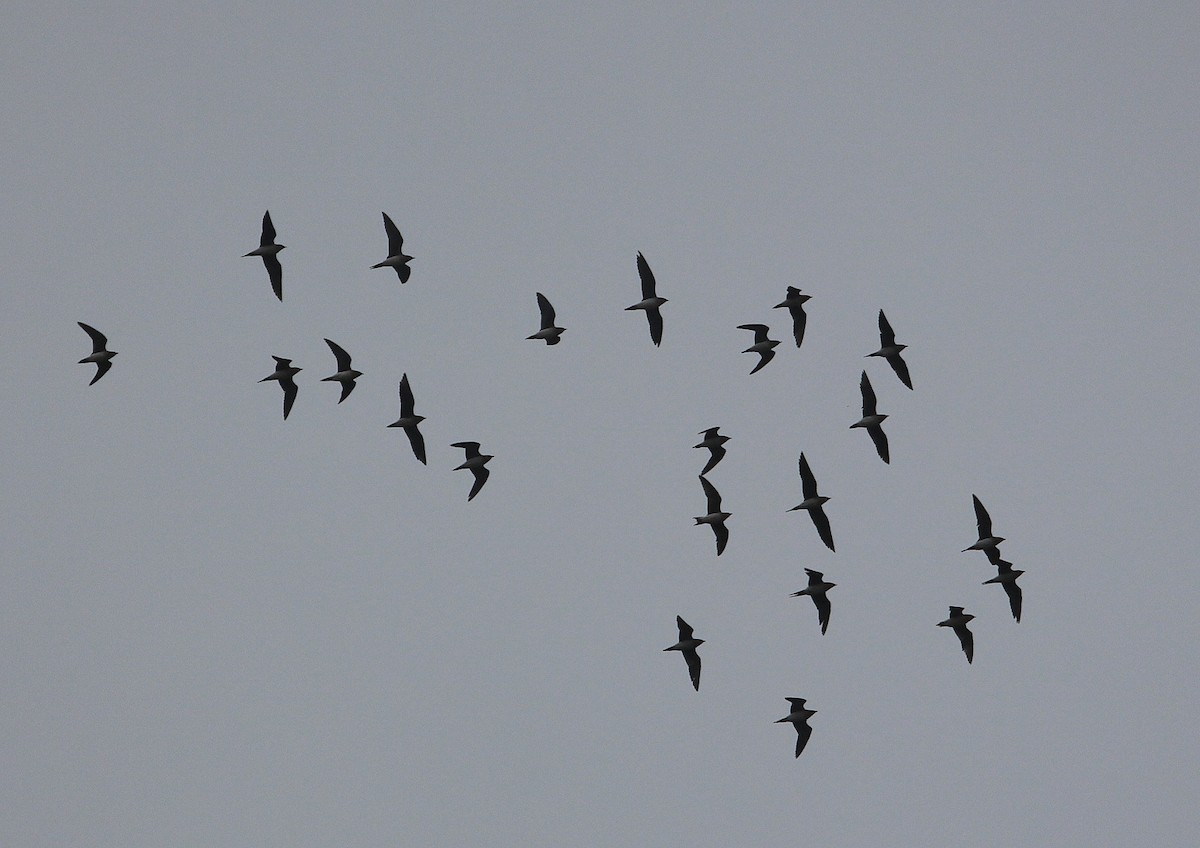 Black-winged Pratincole - ML609087869