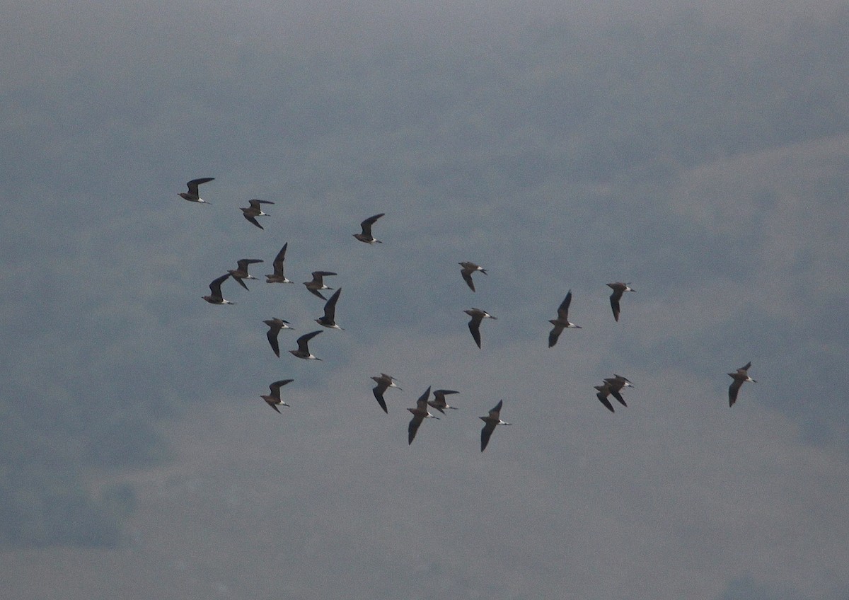 Black-winged Pratincole - ML609087871