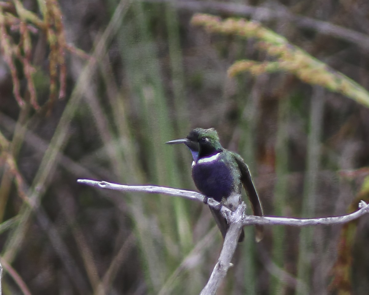 Hyacinth Visorbearer - ML609087979