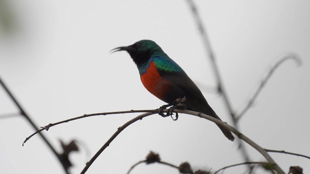 Olive-bellied Sunbird - ML609088065