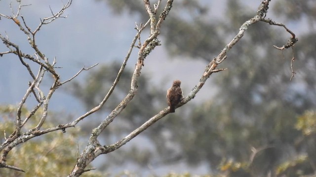 Naked-faced Barbet - ML609088152