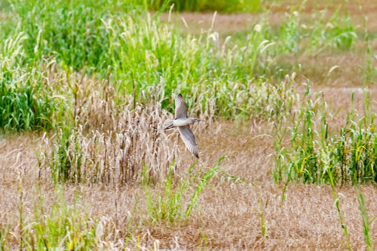 Whimbrel - ML609088256