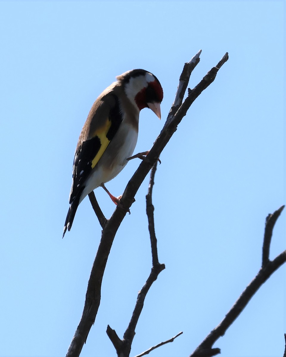 European Goldfinch - Mark and Angela McCaffrey