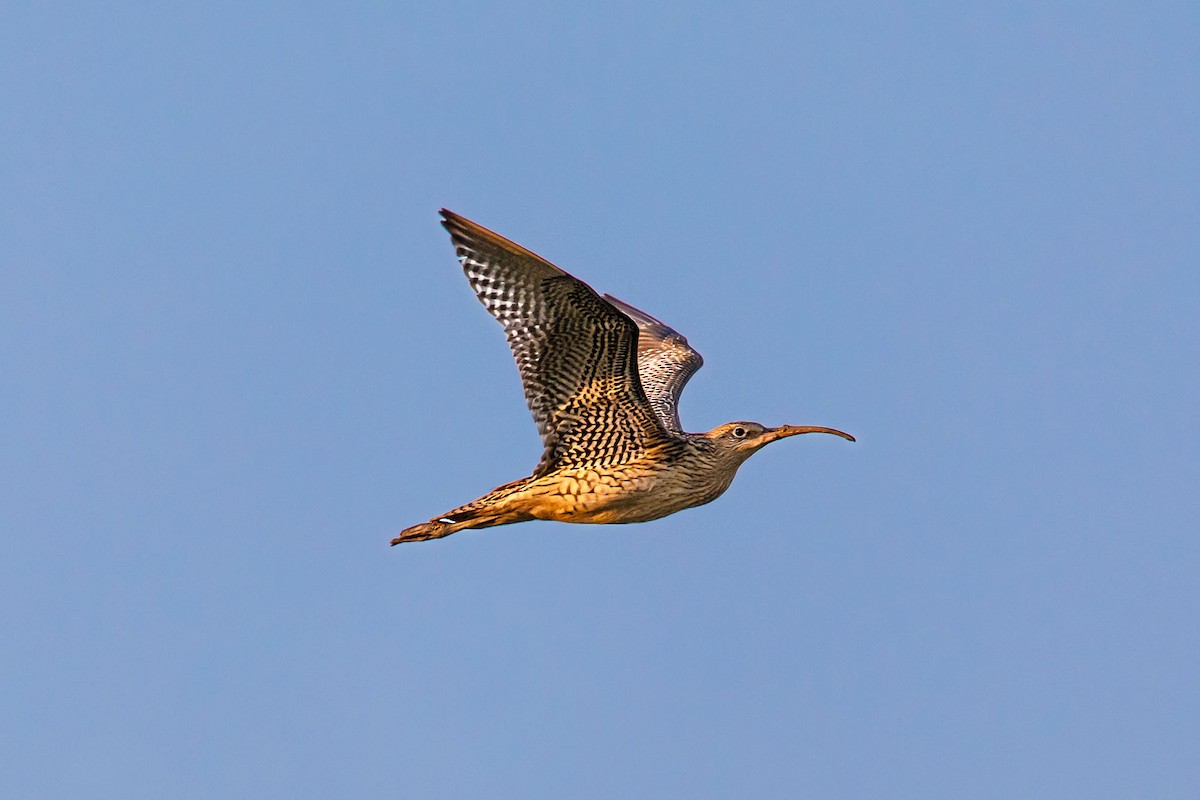 Whimbrel - ML609088285