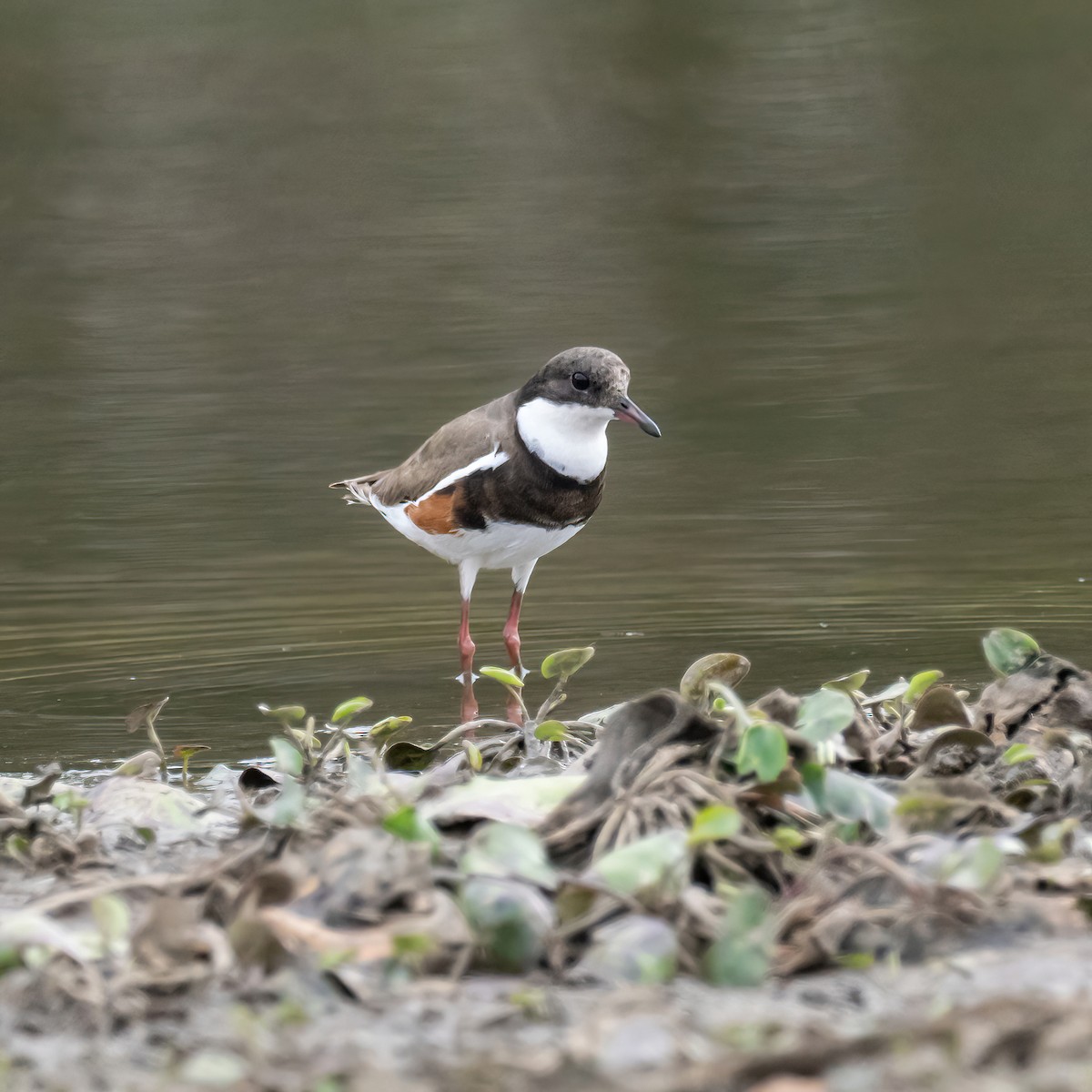 Red-kneed Dotterel - ML609088299