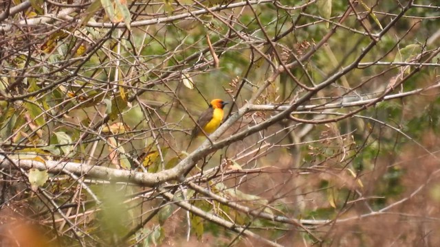 Black-necked Weaver - ML609088319