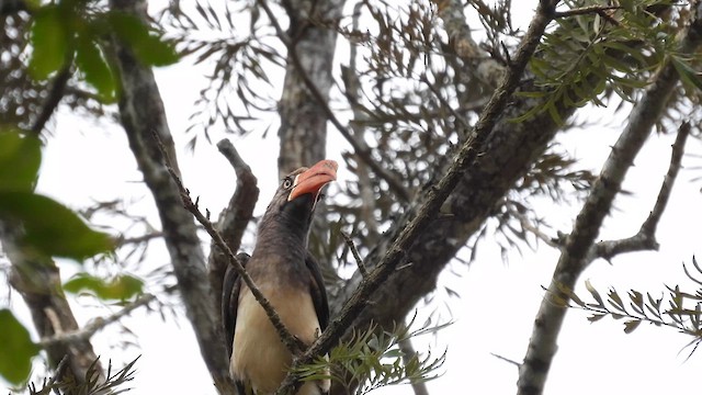 Crowned Hornbill - ML609088360