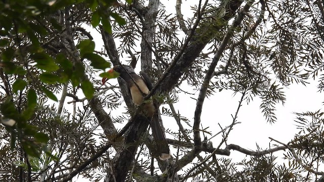カンムリコサイチョウ - eBird