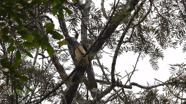 Crowned Hornbill - ML609088361