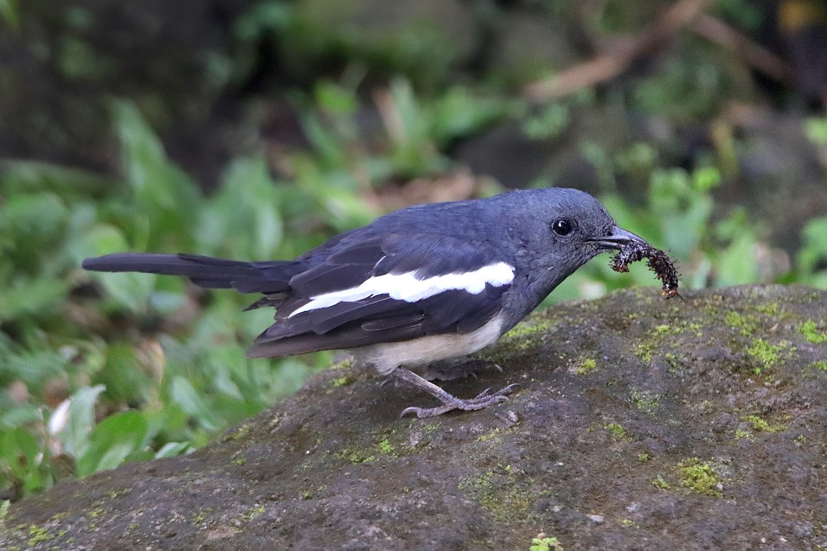 Philippine Magpie-Robin - ML609088364