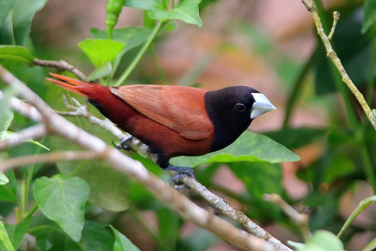 Capuchino Castaño (grupo atricapilla) - ML609088367