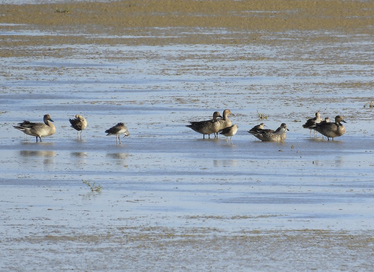 Northern Pintail - ML609088419