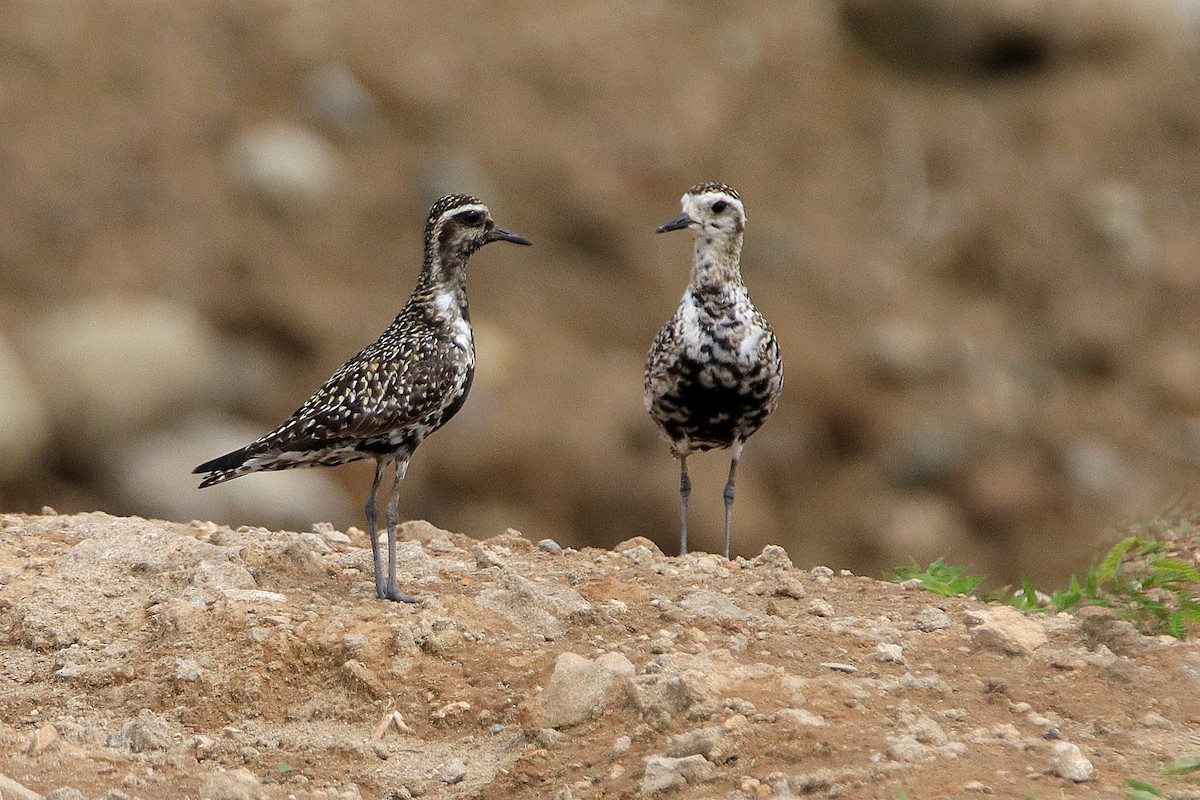 Pacific Golden-Plover - Chris Chafer