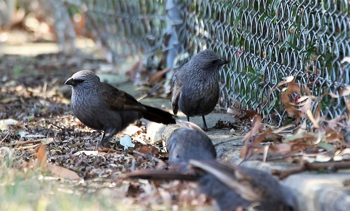 Apostlebird - ML609088591