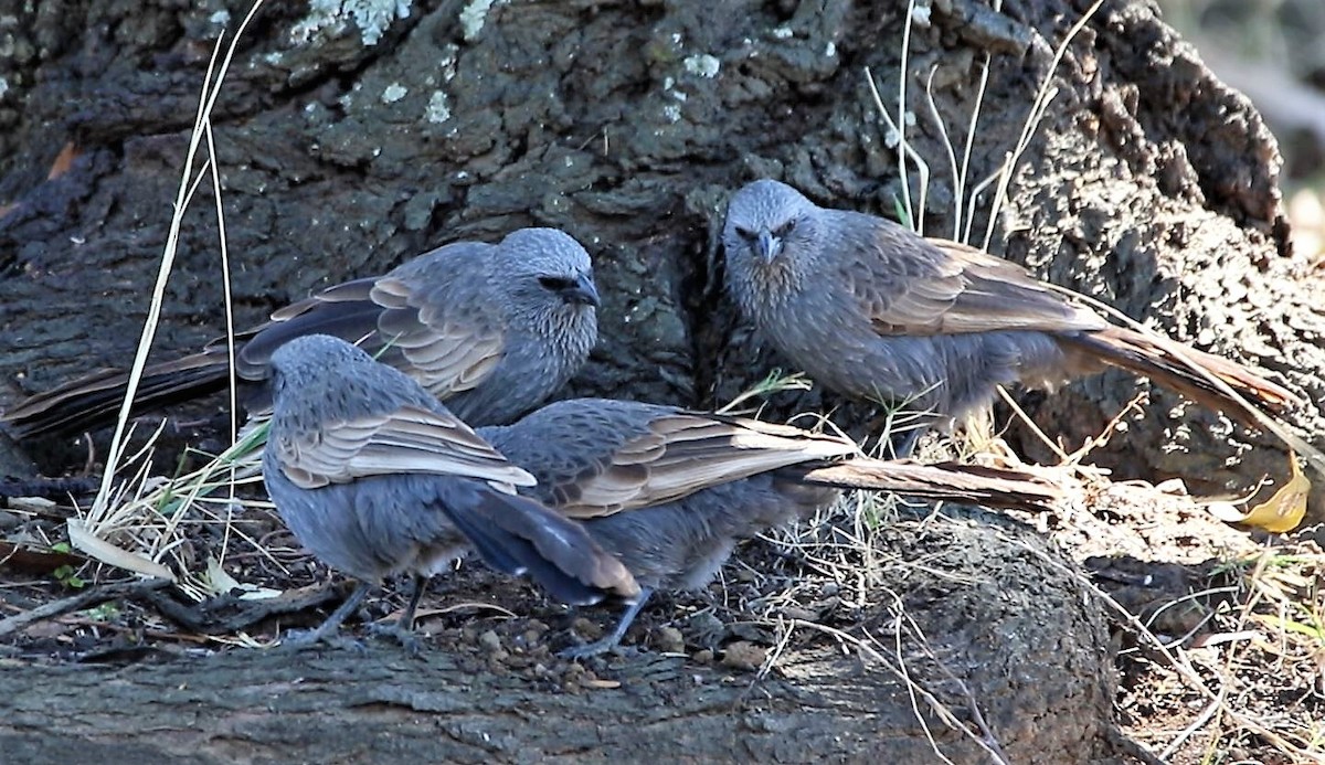 Apostlebird - ML609088594