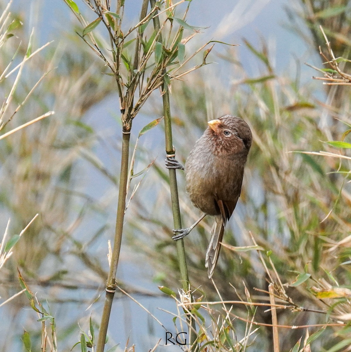 Brown Parrotbill - Roumi Ghosh