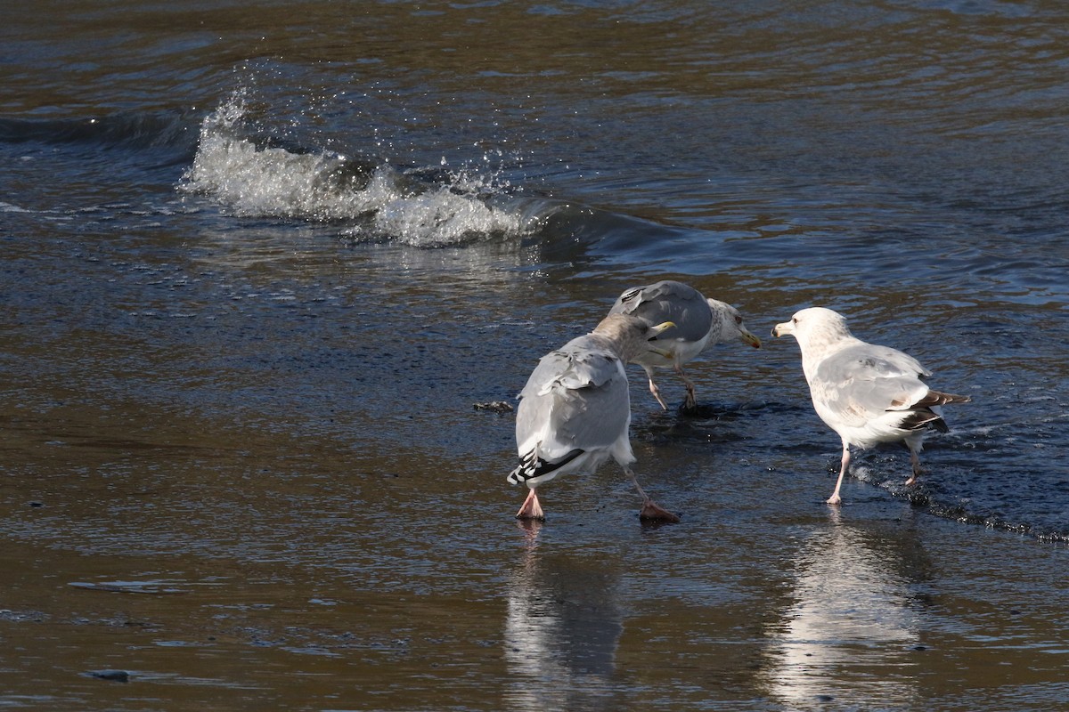 Gaviota Groenlandesa (thayeri) - ML609088785