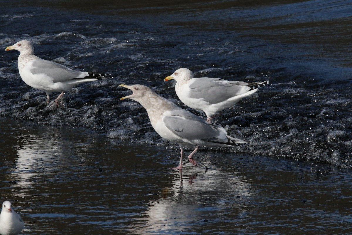 Iceland Gull (Thayer's) - Gerben ter Haar