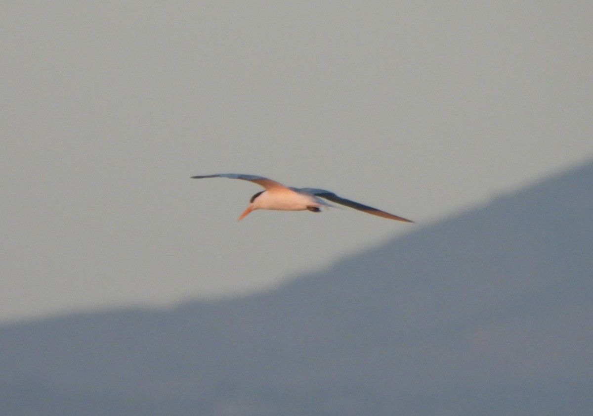 Lesser Crested Tern - ML609088798