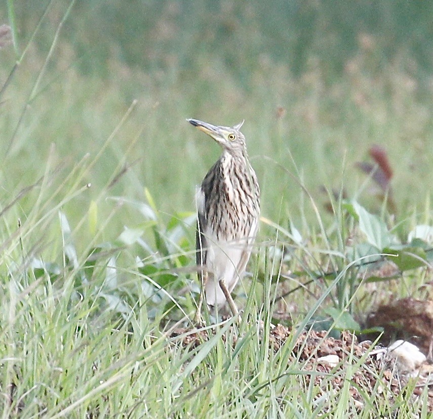 アカガシラサギ - ML609088805