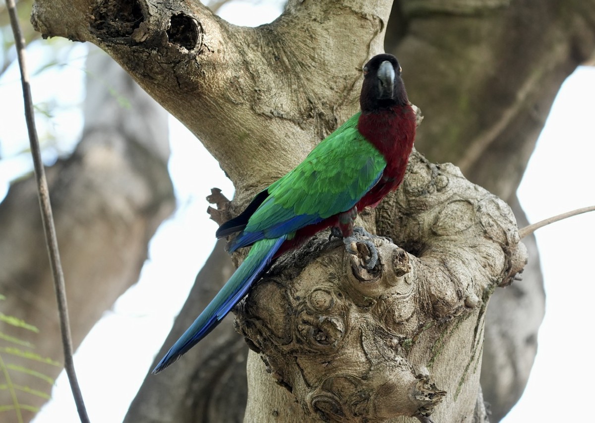 Фиджийский попугай-арлекин - ML609088852