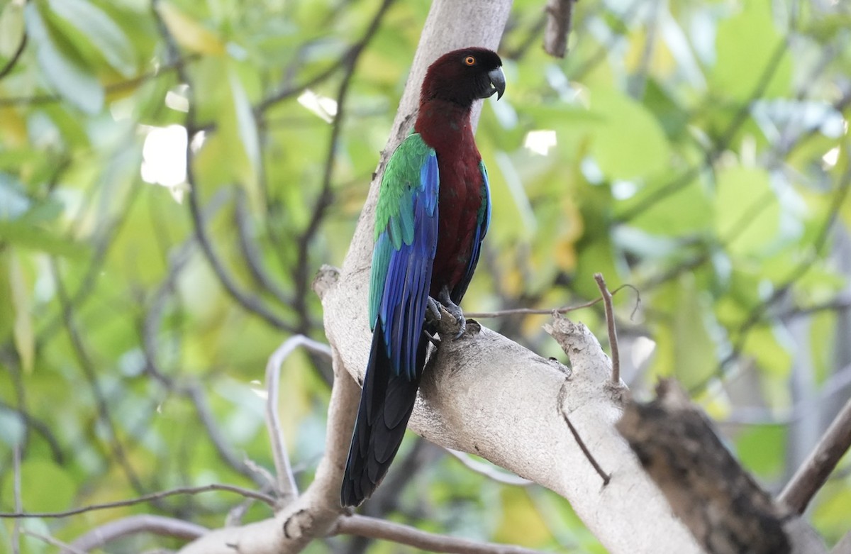 Фиджийский попугай-арлекин - ML609088854