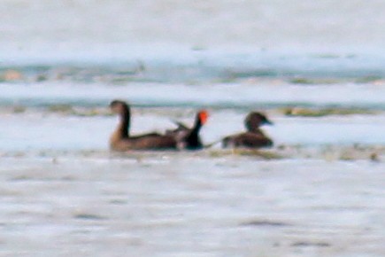 Pied-billed Grebe - ML609089118