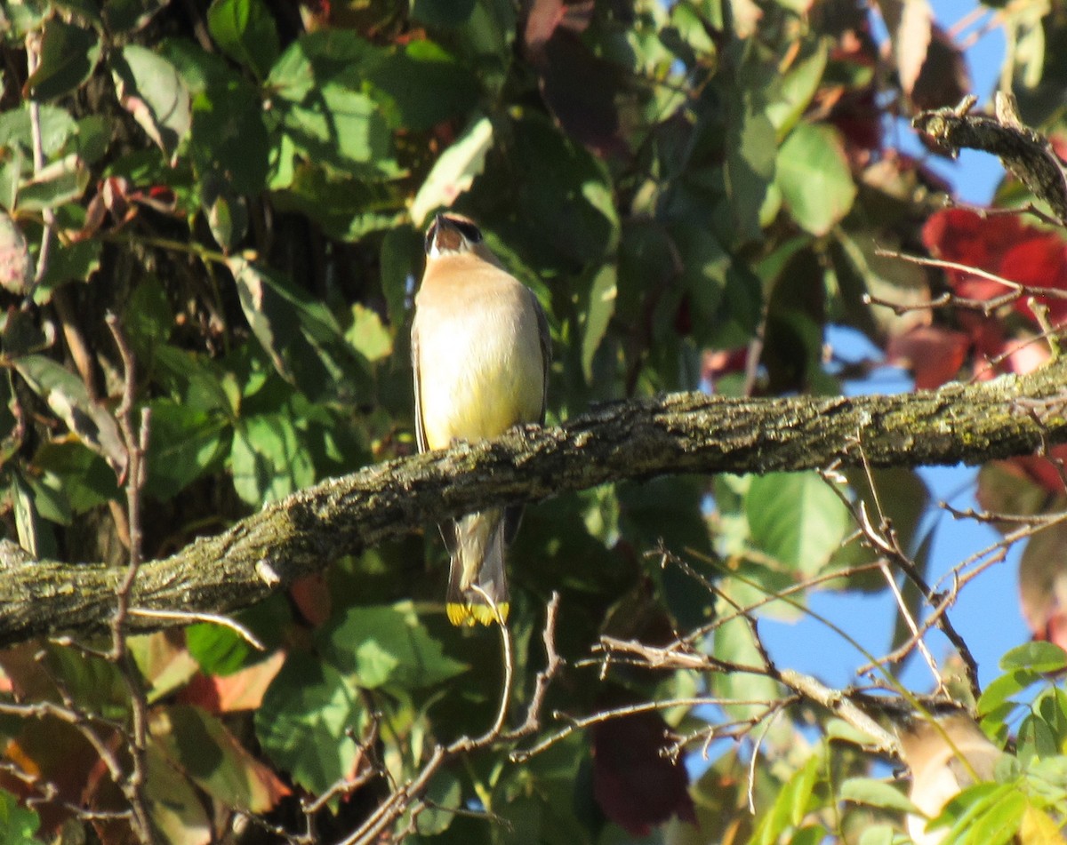 Cedar Waxwing - ML609089137