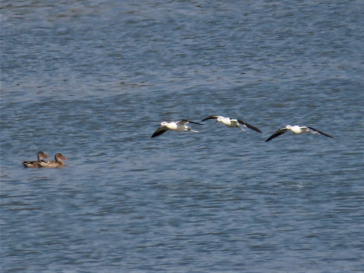 American Avocet - Patricia and Richard Williams