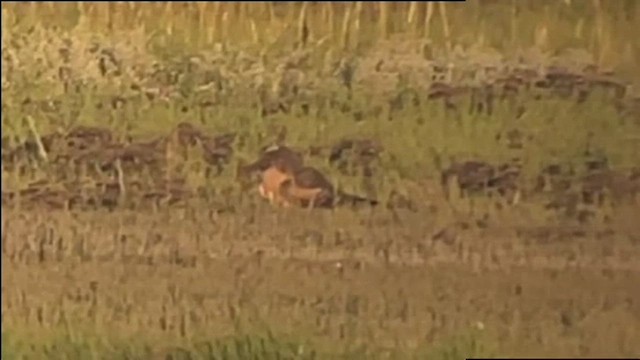 Pallid Harrier - ML609089244