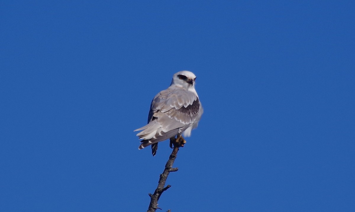 Black-shouldered Kite - Max Weatherall