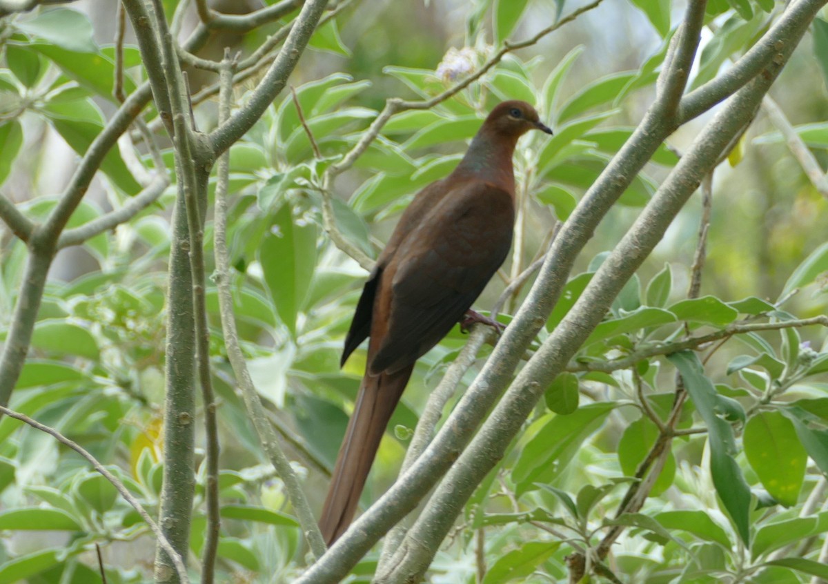 Brown Cuckoo-Dove - ML609089281