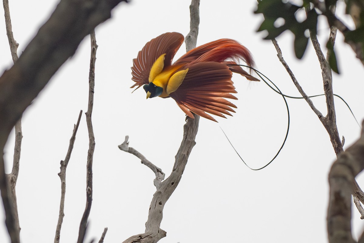 Red Bird-of-Paradise - ML609089323