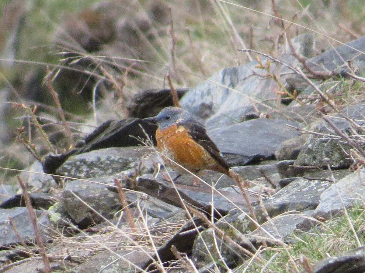 Rufous-tailed Rock-Thrush - ML609089330