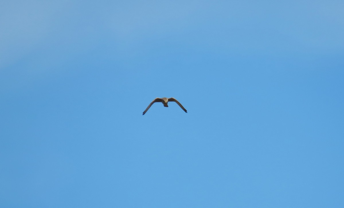 Eurasian Kestrel - Michel Turcot