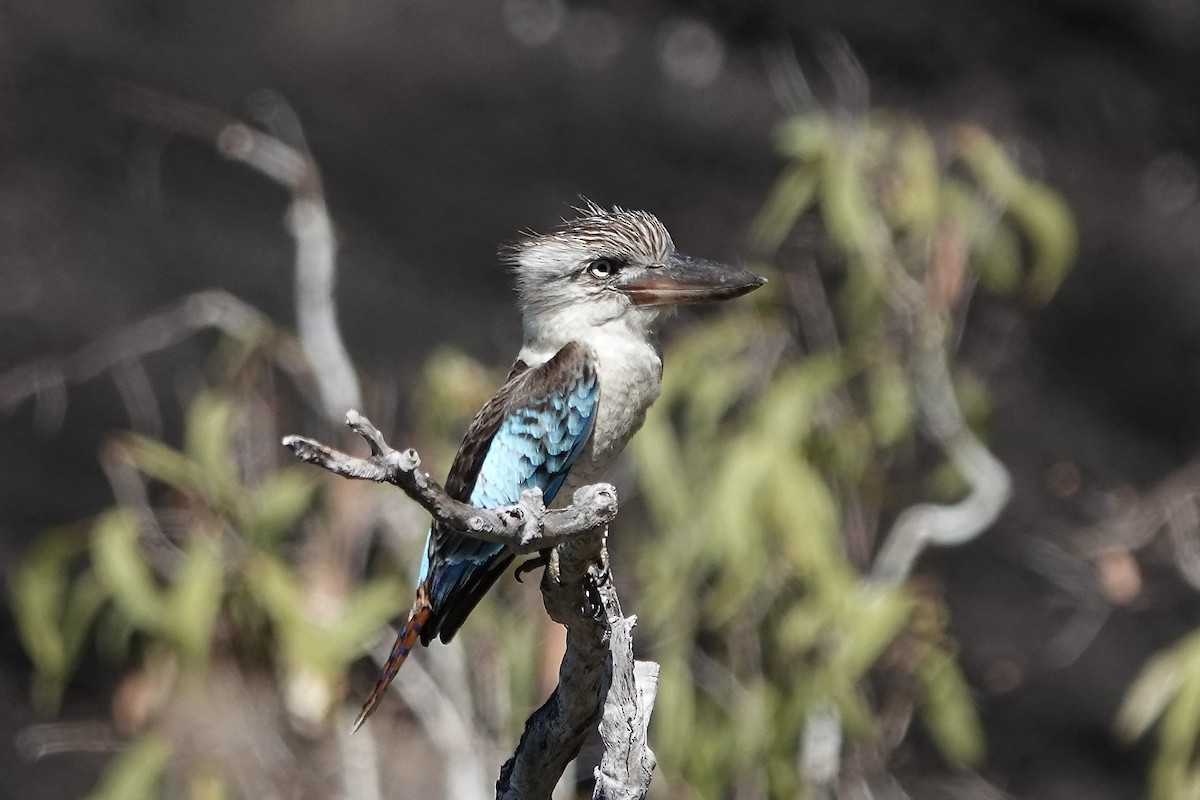 Martin-chasseur à ailes bleues - ML609089427