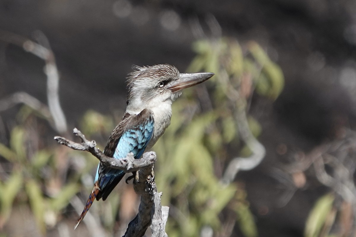 Blue-winged Kookaburra - ML609089430